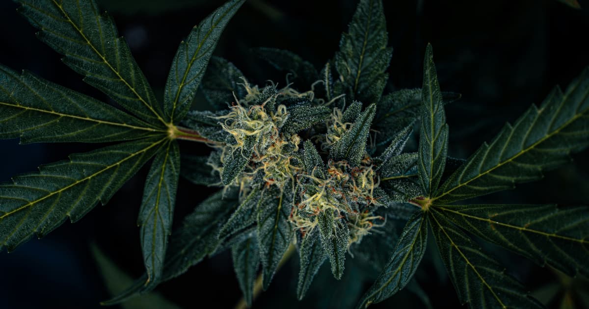 Georgia's Cannabis Regulation Debate Holds National Implications for Industry and Policy